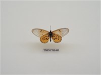 藏品(南非蝴蝶(一))的圖片